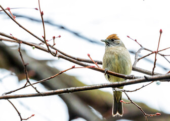 Female Blackcap (Sylvia atricapilla) at Botanic Gardens, Dublin, Ireland