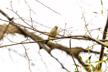 Female Blackcap (Sylvia atricapilla) at Botanic Gardens, Dublin, Ireland