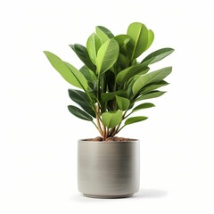 ZZ Plant with Green Leaf in pot isolated on white. Indoor   decorative houseplant.