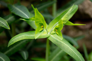 Close-up of young leaves and green flower of Caper Spurge, Euphorbia lathyris