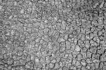 Closeup texture of gray plane tree or chinor bark. Absract background.