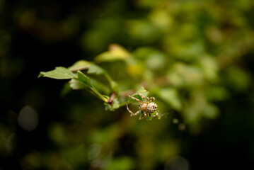 Garden spider on the spiderweb in the garden, Araneus diadematus is commonly called the European garden spider, cross orbweaver