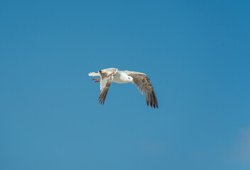 Möwe fliegt vor blauem Himmel