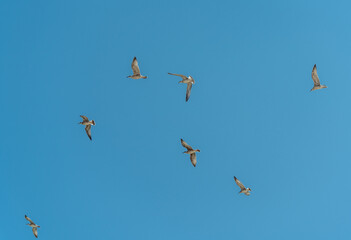Möwen fliegen vor blauem Himmel