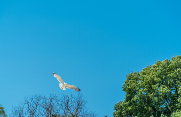 Möwe fliegt vor blauem Himmel