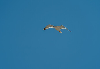 Fototapeta na wymiar Möwe fliegt vor blauem Himmel