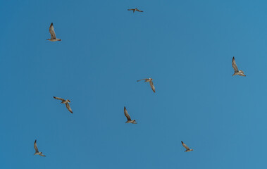 Möwen fliegen vor blauem Himmel