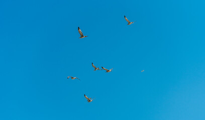 Möwen fliegen vor blauem Himmel