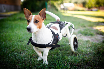 Naklejka na ściany i meble Disabled dog on a wheelchair. Jack Russell terrier on a wheelchair