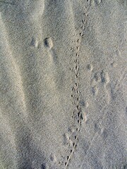 Darkling beetle footprints on sand on beach