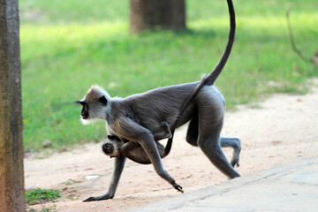 black tailed macaque