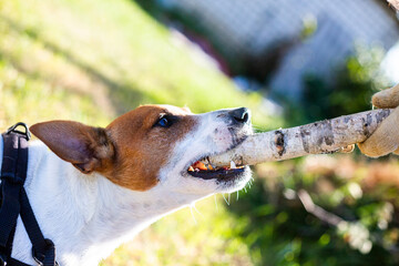 Jack Russell terrier playing with a stick