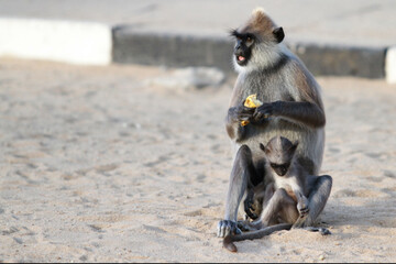 a long macaque