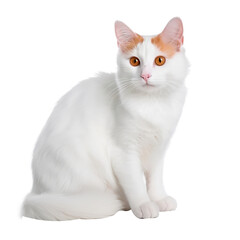 Studio shot of an adorable domestic cat posing isolated on white  background.