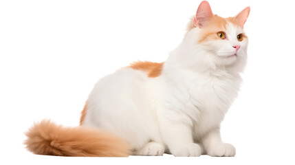 Studio shot of an adorable domestic cat posing isolated on white  background.