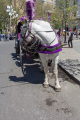 Horse Carriage Prepared for Riding on the Street of New York City
