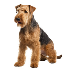 Airedale Terrier Full body facing forward ,High quality photo isolated on white background - obrazy, fototapety, plakaty