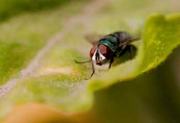 Mosca caminando sobre una hoja verde en una toma de aproximacion
