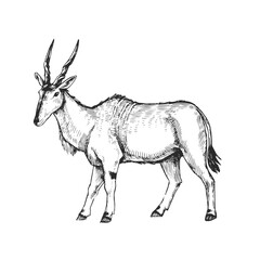 Vector hand-drawn illustration of common eland in engraving style. Black and white sketch of Canna antelope.