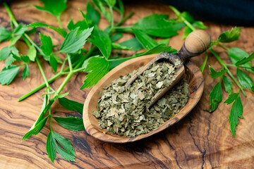 Blätter vom Liebstöckel Levisticum officinale frisch und getrocknet