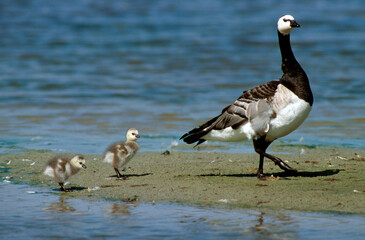 Bernache nonnette, .Branta leucopsis, Barnacle Goose