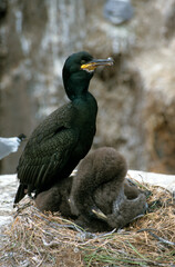 Cormoran huppé, nid, jeune,.Phalacrocorax aristotelis, European Shag