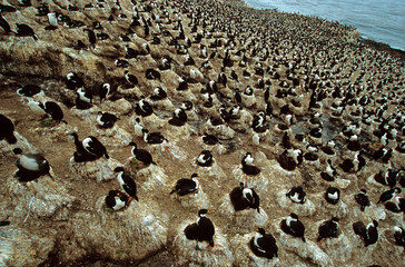 Cormoran impérial,.Leucocarbo atriceps , Imperial Shag,  Iles Falkland, Malouines © JAG IMAGES