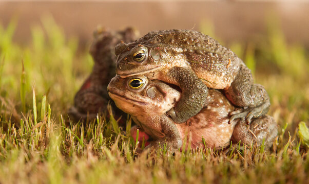 Copula de sapos en una noche de verano despues de la lluvia