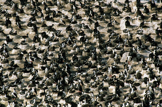 Cormoran Impérial,.Leucocarbo Atriceps , Imperial Shag,  Iles Falkland, Malouines