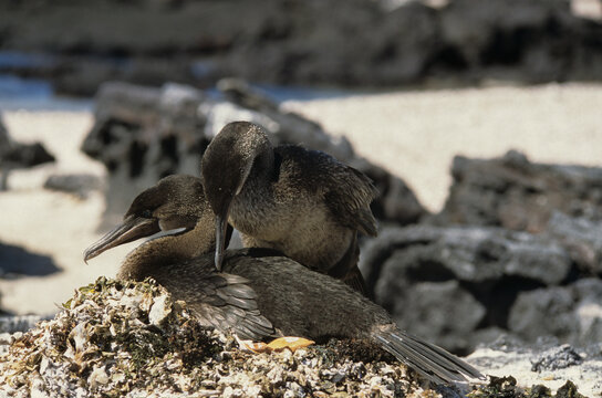 Cormoran apt&egrave;re, nid,.Nannopterum harrisi , Flightless Cormorant, Archipel des Galapagos