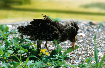 chevalier combattant, Combattant vari&eacute;, Philomachus pugnax