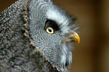 Chouette lapone,.Strix nebulosa, Great Grey Owl