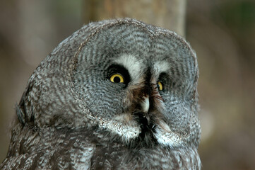 Chouette lapone,.Strix nebulosa, Great Grey Owl