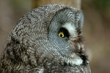 Chouette lapone,.Strix nebulosa, Great Grey Owl