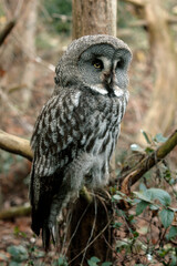 Chouette lapone,.Strix nebulosa, Great Grey Owl