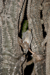 Crécerelle malgache,.Falco newtoni, Malagasy Kestrel, Faucon de Newton, Madagascar