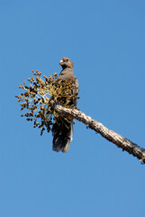 Petit perroquet noir, Perroquet noir, Vaza noir, Coracopsis nigra , Lesser Vasa Parrot, Madagascar