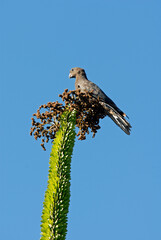 Petit perroquet noir, Perroquet noir, Vaza noir, Coracopsis nigra , Lesser Vasa Parrot, Madagascar © JAG IMAGES