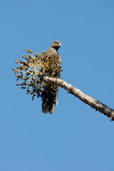 Petit perroquet noir, Perroquet noir, Vaza noir, Coracopsis nigra , Lesser Vasa Parrot, Madagascar