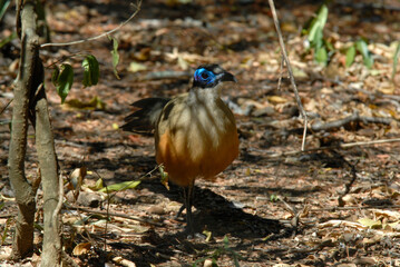 Coua géant, Coua gigas , Giant Coua, Madagascar