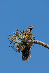 Petit perroquet noir, Perroquet noir, Vaza noir, Coracopsis nigra , Lesser Vasa Parrot, Madagascar
