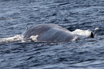 whale in the sea