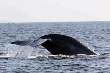 Fototapeta premium whale in the sea