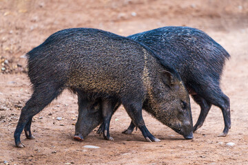  collared peccary (Dicotyles tajacu)