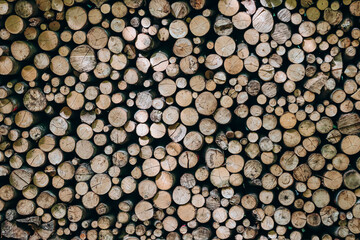 Firewood prepared for the winter and stacked to dry in the forest