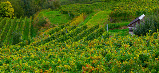 Weinberge Reben Kaiserstuhl