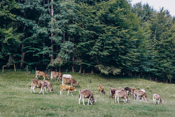 Cows grazing in a field near Fussen, Bavaria, Germany