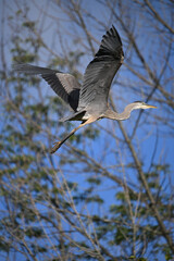 Close up photograph of a Great Blue heron bird in flight