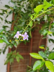 Flower on a plant