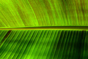 Сlose up green leaf texture